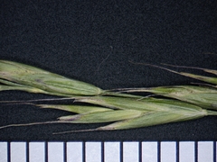 Festuca occidentalis