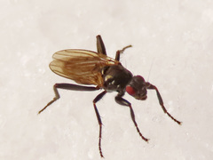 Crumomyia nitida