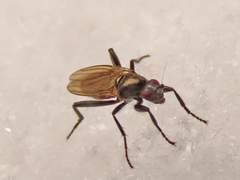 Crumomyia nitida