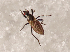 Crumomyia nitida