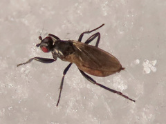 Crumomyia nitida