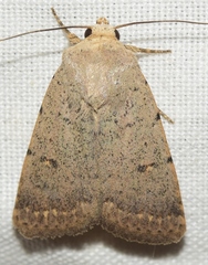 Caradrina aspersa