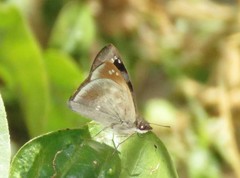 Arteurotia tractipennis tractipennis
