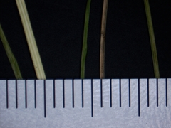 Festuca occidentalis