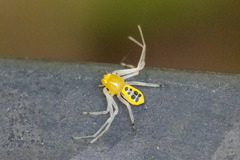 Poecilothomisus speciosus