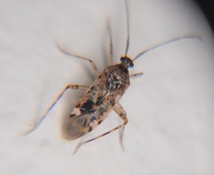 Eustictus