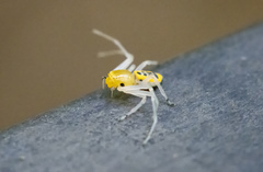 Poecilothomisus speciosus