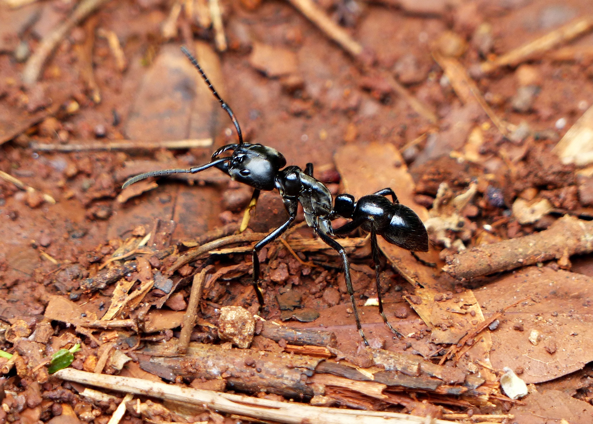Dinoponera grandis