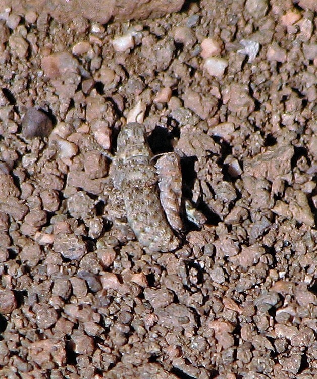 Atacamacridinae