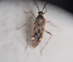 Eustictus