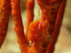 Hamodactylus boschmai