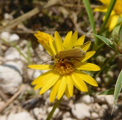 Epicauta ferruginea