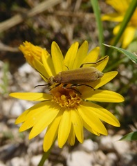 Epicauta ferruginea