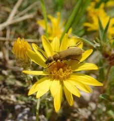 Epicauta ferruginea