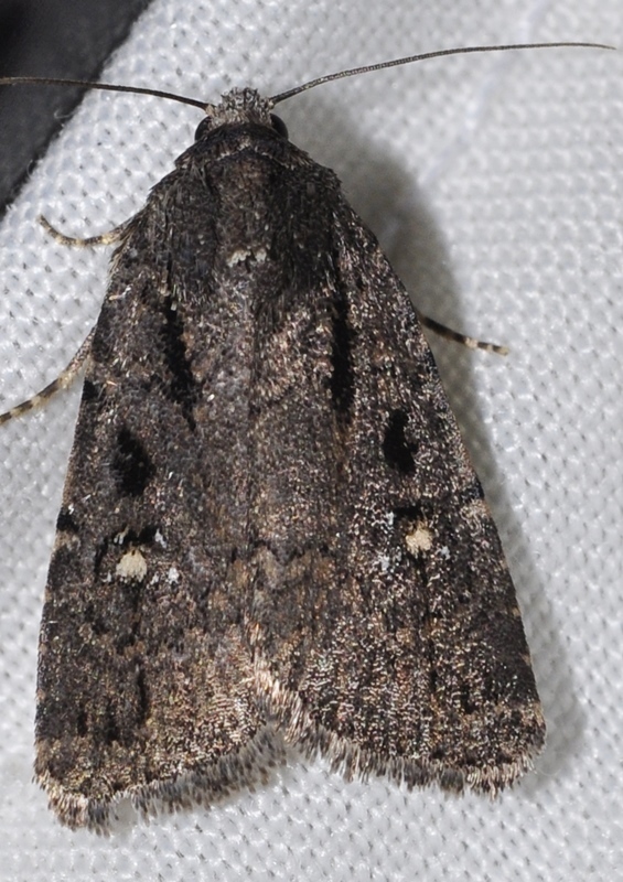 Caradrina distigma