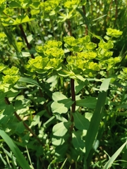 Euphorbia helioscopia