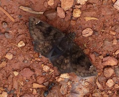 Nisoniades macarius