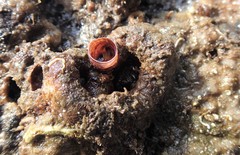 Thylacodes sipho