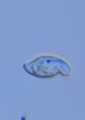 Ciliophora