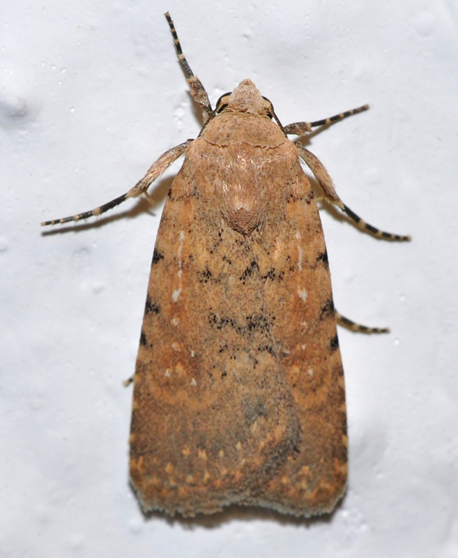Caradrina flava