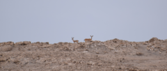 Gazella dorcas