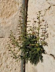 Scrophularia heterophylla