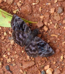 Ebrietas anacreon anacreon