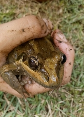Leptodactylus latrans
