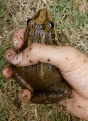 Leptodactylus latrans