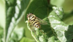 Epistrophe grossulariae