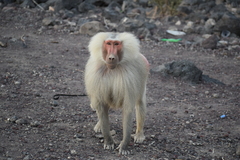 Papio hamadryas