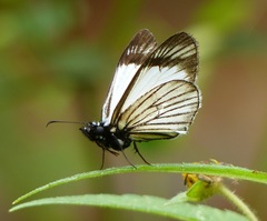 Heliopetes ochroleuca