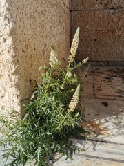 Reseda alba