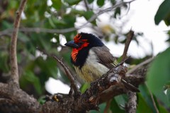 Lybius torquatus torquatus