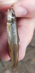 Notropis dorsalis