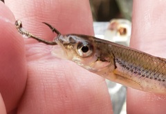 Notropis dorsalis