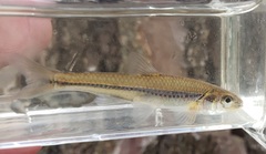 Notropis dorsalis