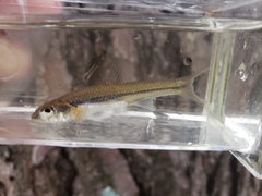 Notropis dorsalis