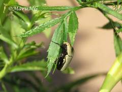 Hologymnetis cinerea