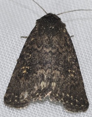 Caradrina germainii