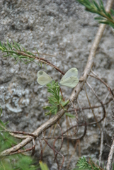 Dismorphiinae