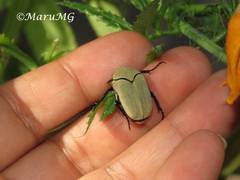 Hologymnetis cinerea