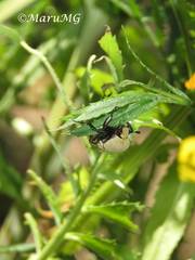 Hologymnetis cinerea