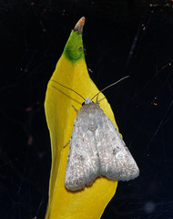 Caradrina ingrata