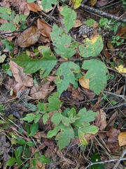 Toxicodendron pubescens
