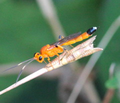 Ischnojoppa luteator