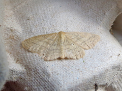 Scopula inductata