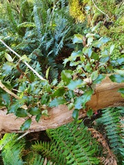 Olearia × macrodonta