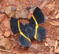 Parcella amarynthina