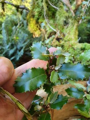 Olearia × macrodonta